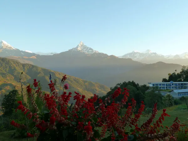 Dhampus Sarangkot Trek Salvia Flowers Annapurna View
