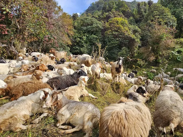 Flock Of Sheep Goats Kori Trek