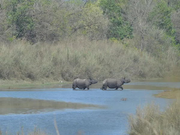One Horned Rhinos Crossing River Chitwan Safari
