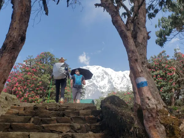 Trekkers Rhododendron Forest Mardi Himal