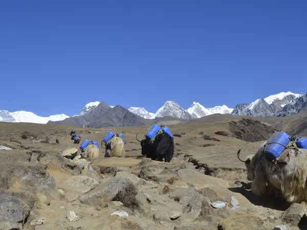 Yak Caravan Carrying Supplies Everest Trail