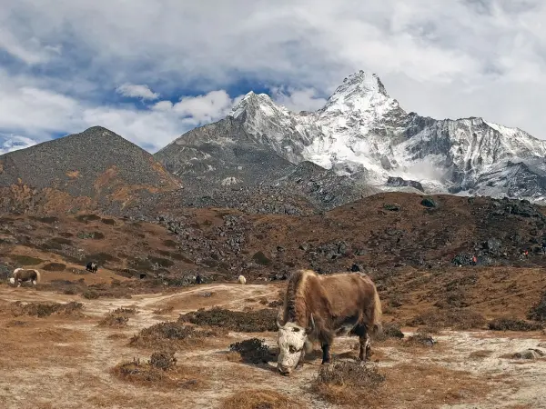 Yak Grazing Ama Dablam Trail