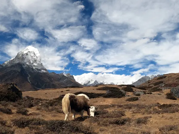 Yak Grazing Everest Region Himalayas