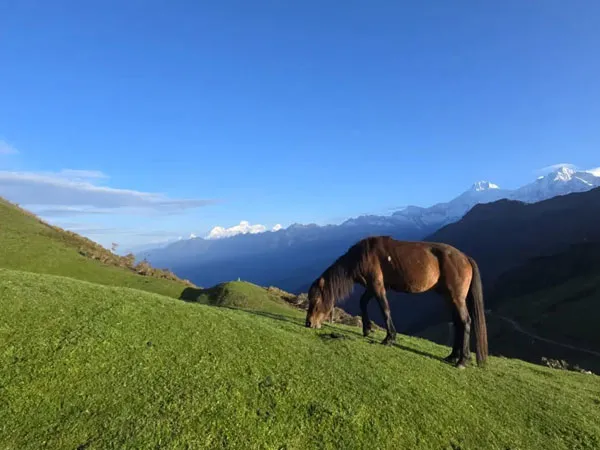 horse gazing under the clear sky with the mountain view in ganesh hima