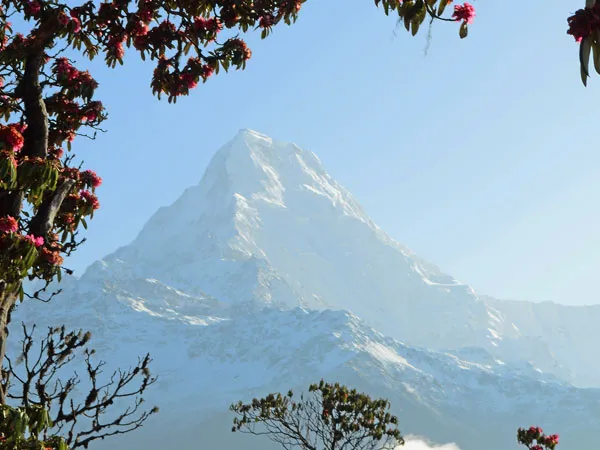 Snow-capped mountain framed by blooming pink rhododendron flowers against a clear blue sky