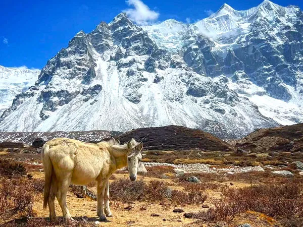 A solitary pack mule standing on dry grass in an alpine valley with massive snow-covered Himalayan peaks in the background