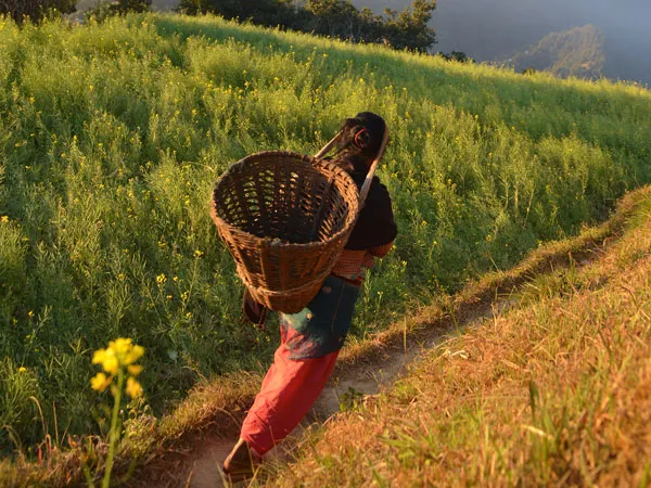 A local villager walking along a narrow foot trail past mustard fields with a traditional woven doko basket during the day hike near Ranikot