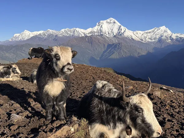 Yaks resting on a mountain ridge with a panoramic backdrop of snow-capped Himalayan peaks