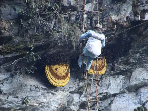 honey hunting nepal