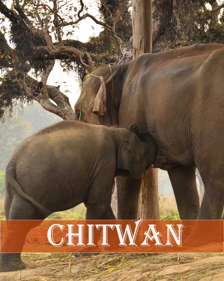 chitwan national park nepal best tourist destination