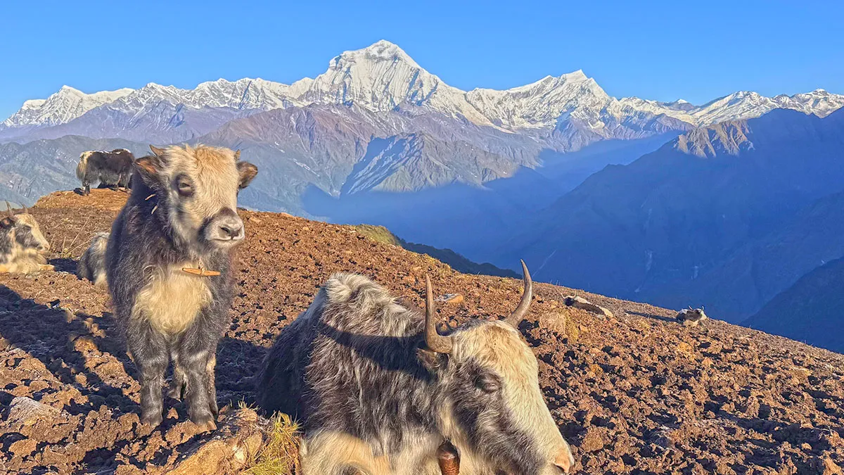 view from khopra ridge with mountains and yaks resting
